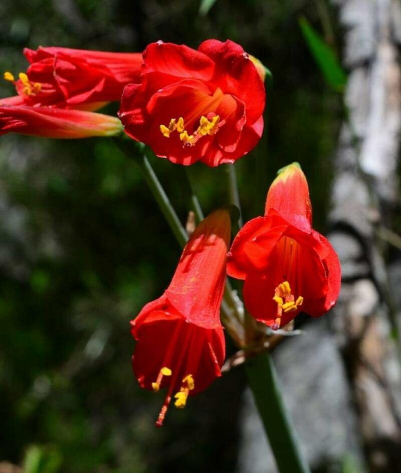 Bomarea costaricensis flower