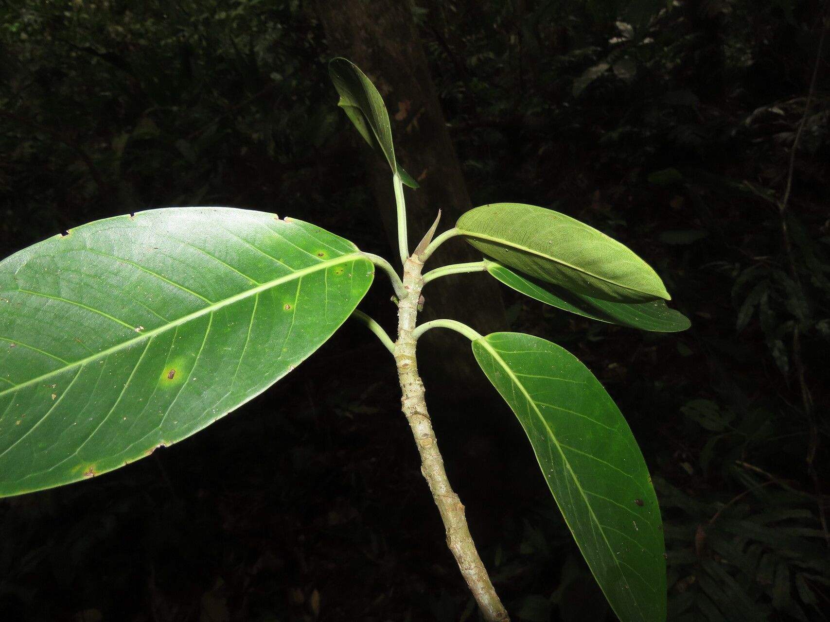 Ficus schippii leaf