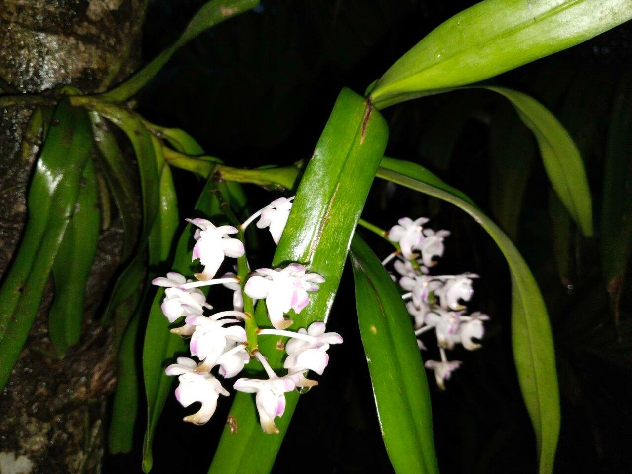 Aerides odorata habit