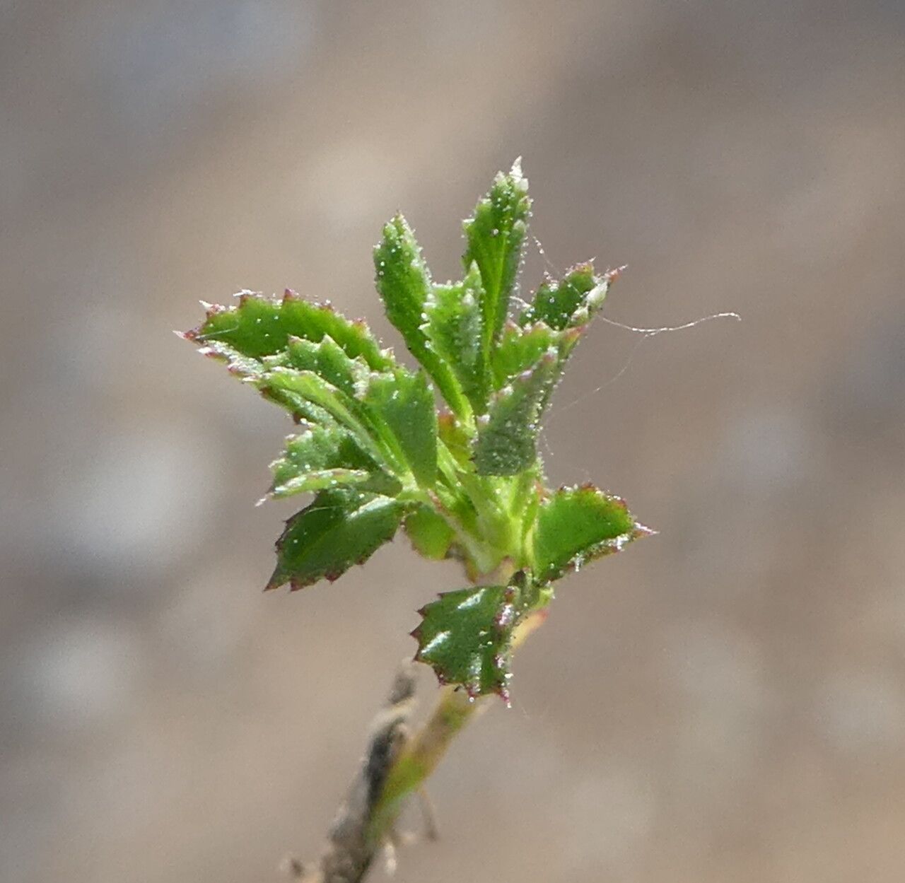 Ononis minutissima leaf