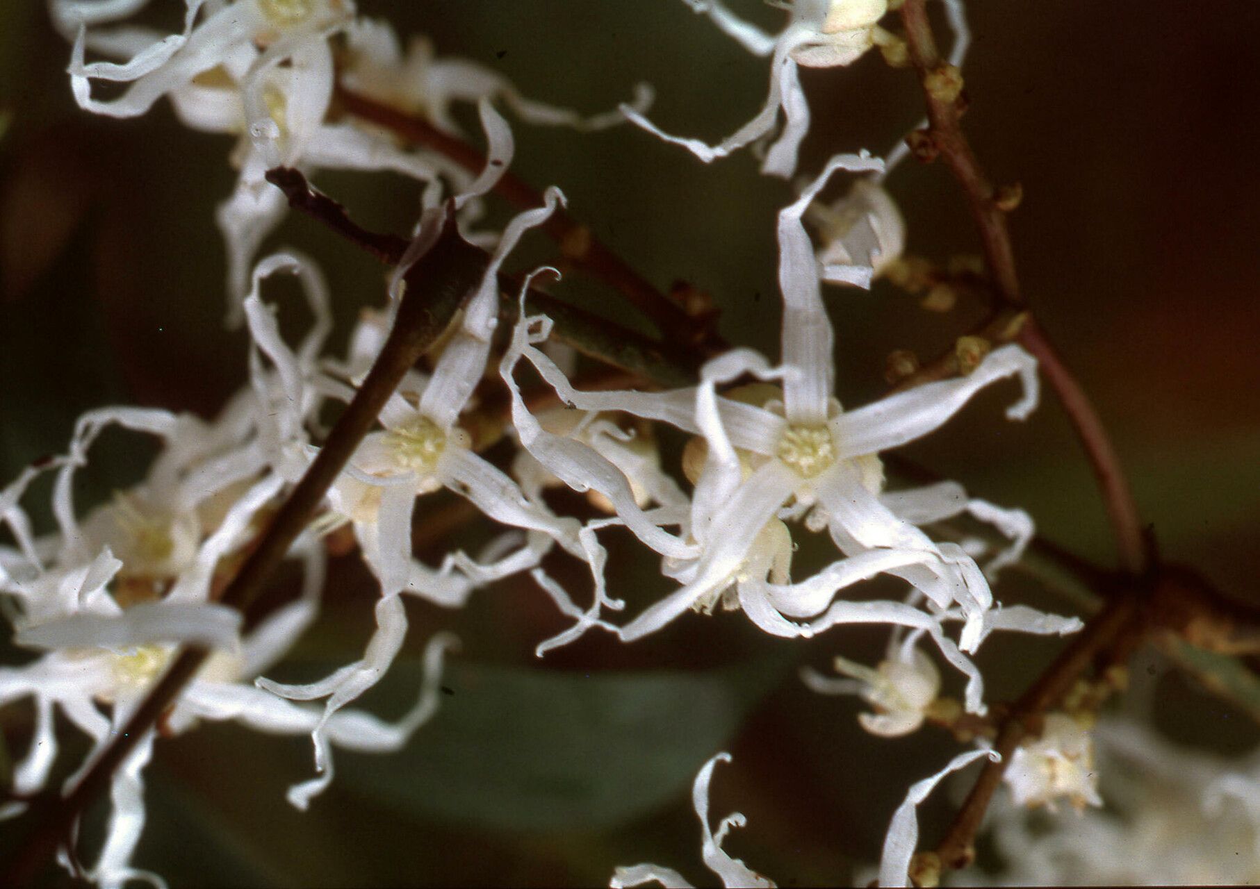 Rourea myriantha flower