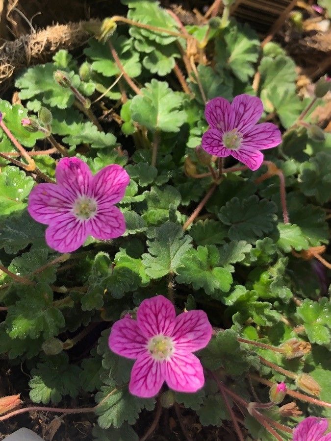 Erodium reichardii flower