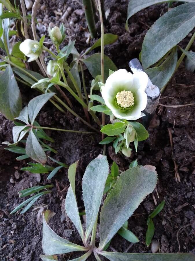 Helleborus multifidus bark