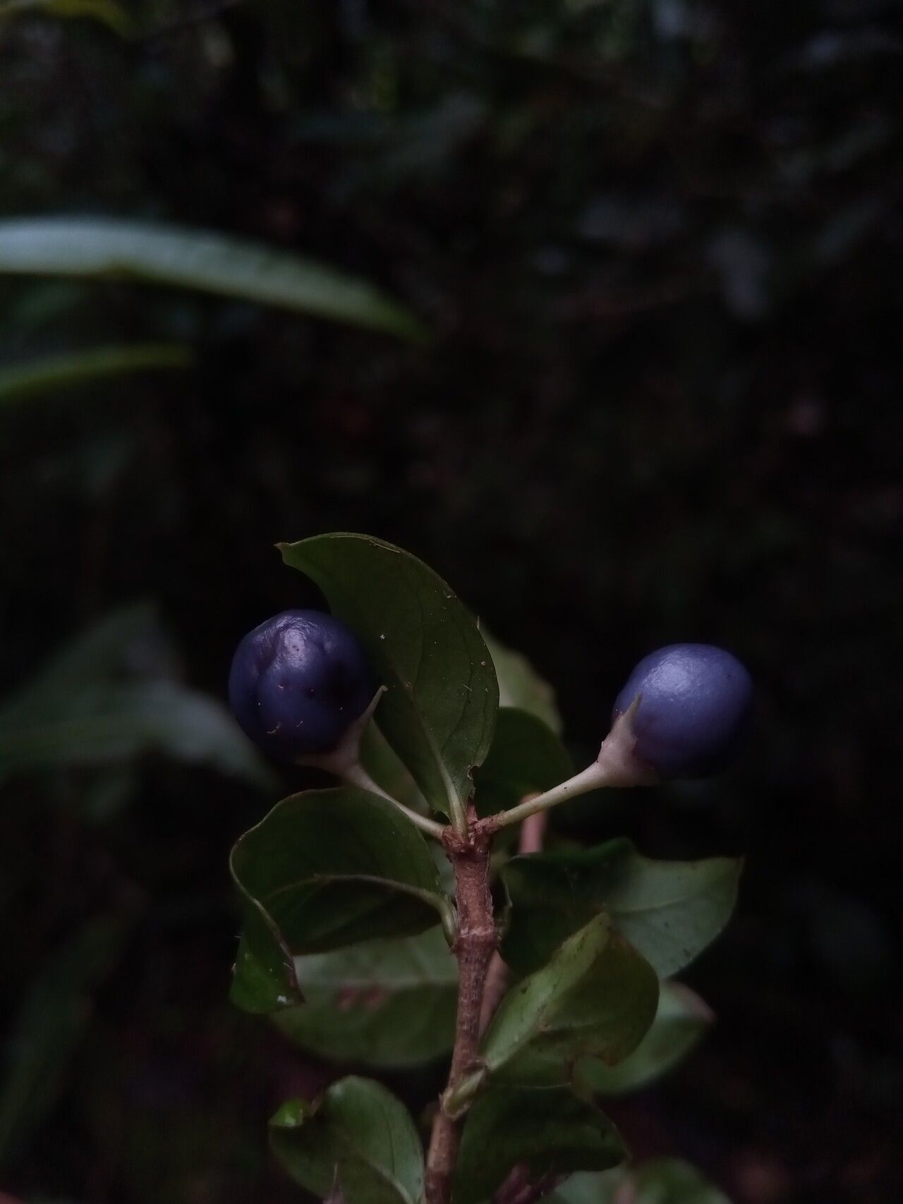 Gaertnera madagascariensis — houseplant care guide