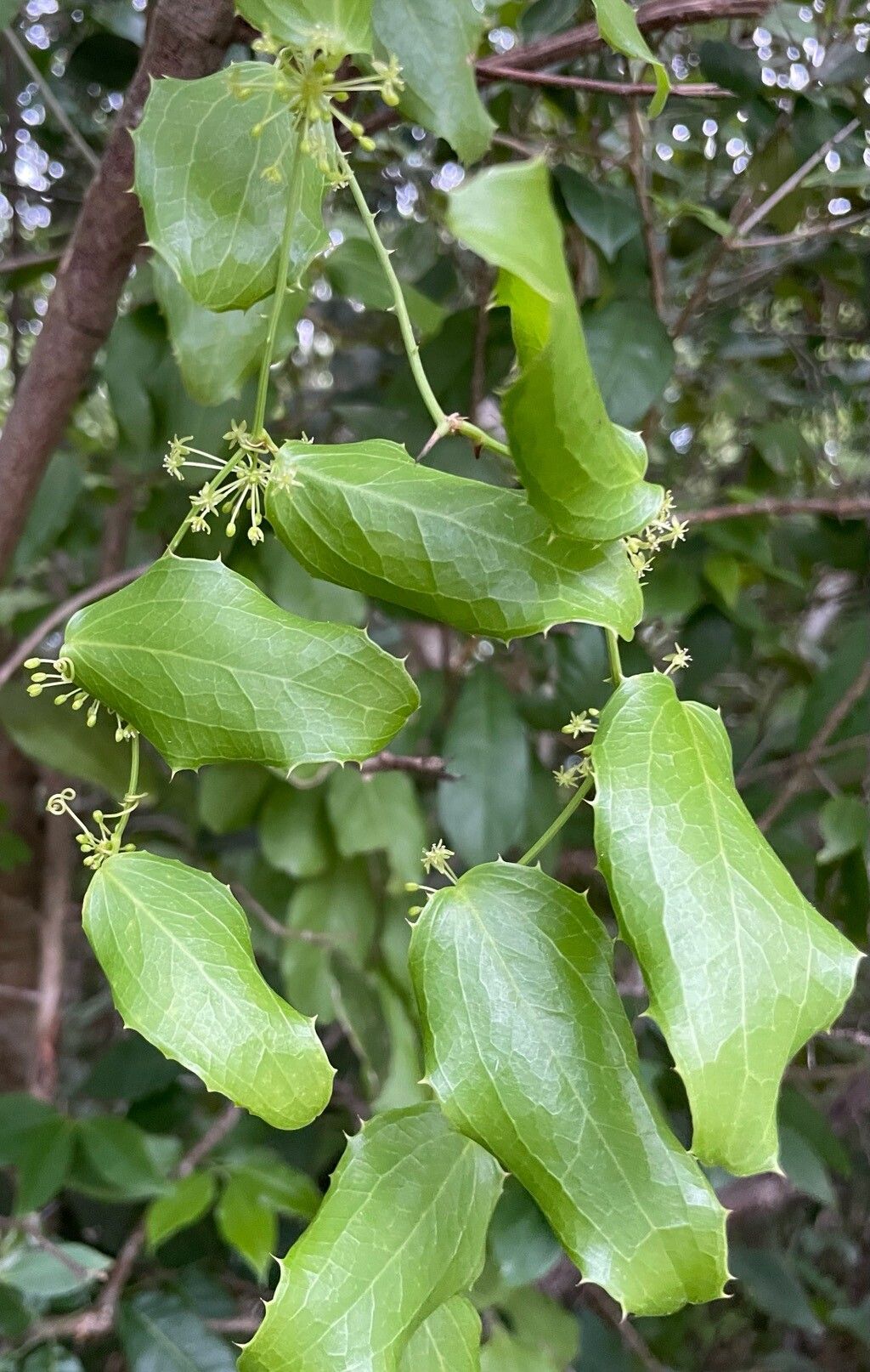 Smilax havanensis — search result for 'Smilax'