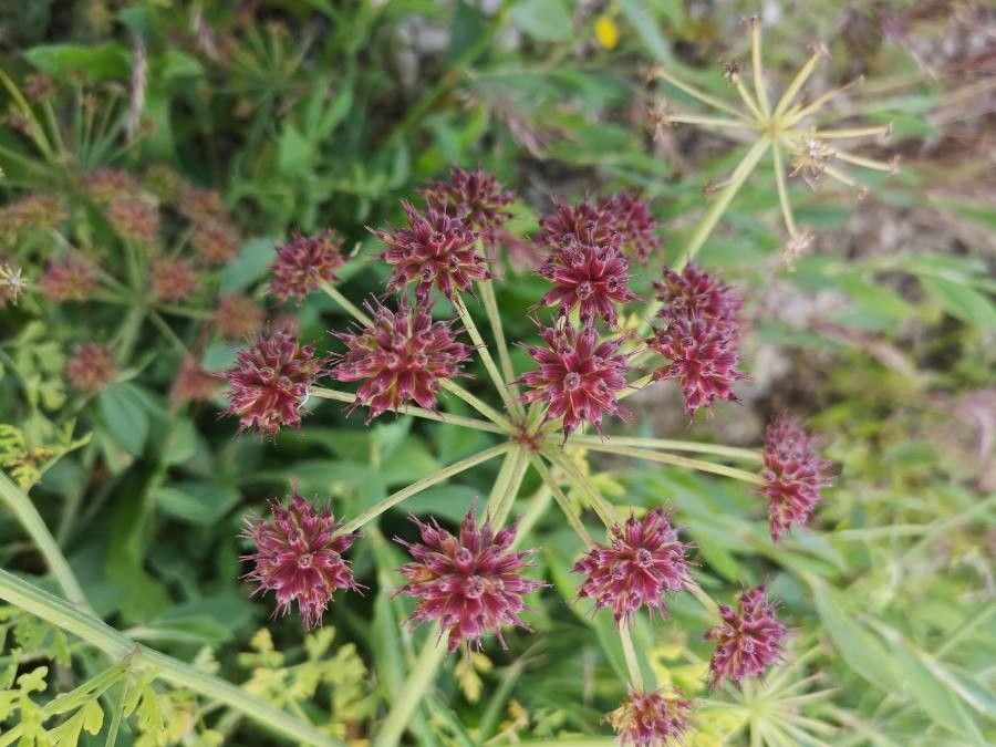 Oenanthe lachenalii fruit