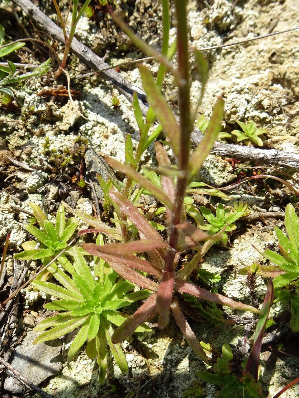 Jasione laevis — related species from the same genus