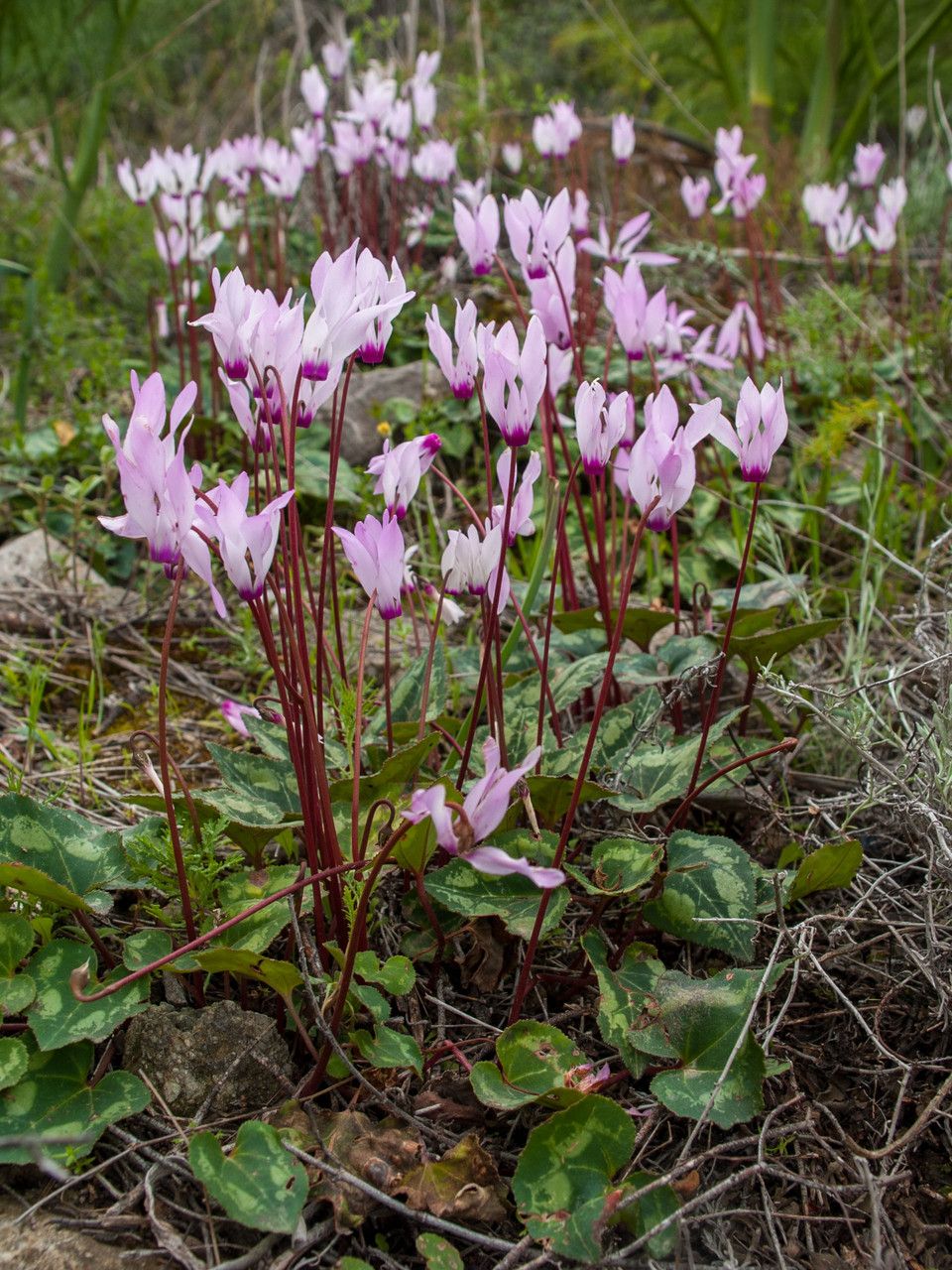 Cyclamen cyprium flower