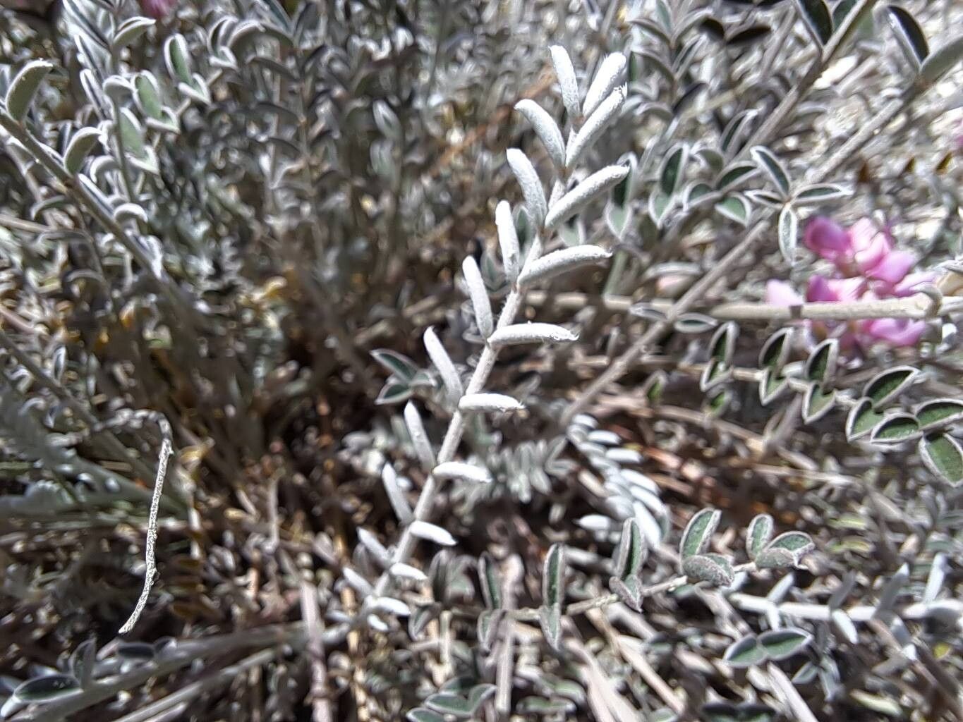 Onobrychis stenorhiza — search result for 'Onobrychis'