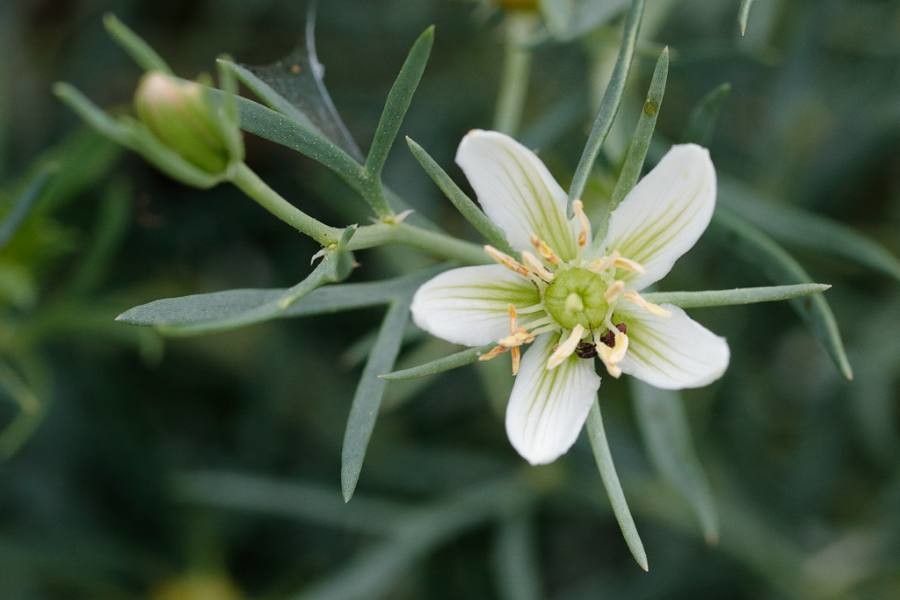 Peganum harmala flower