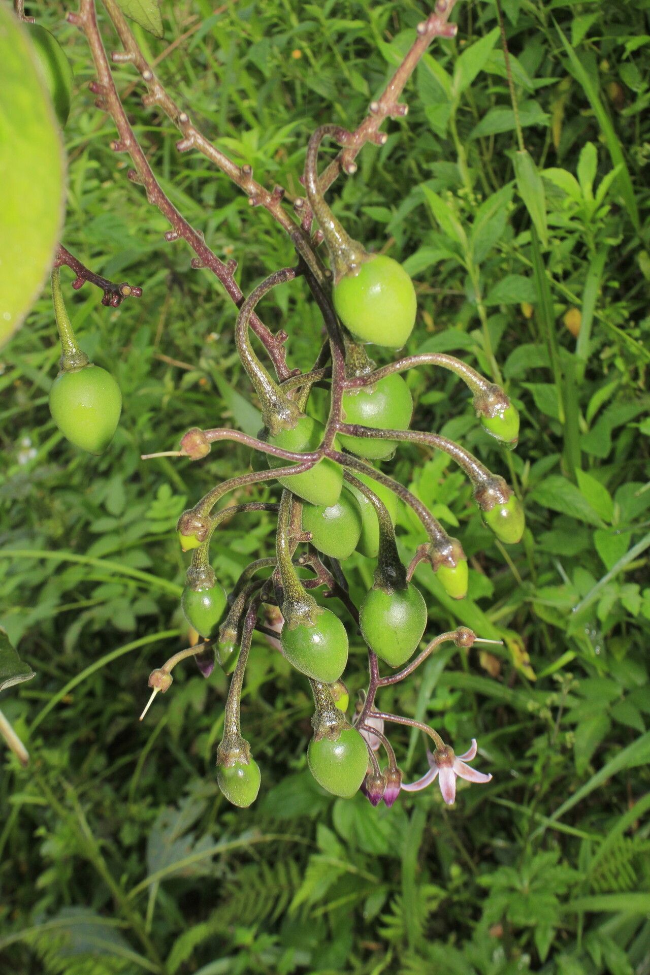 Solanum cajanumense fruit