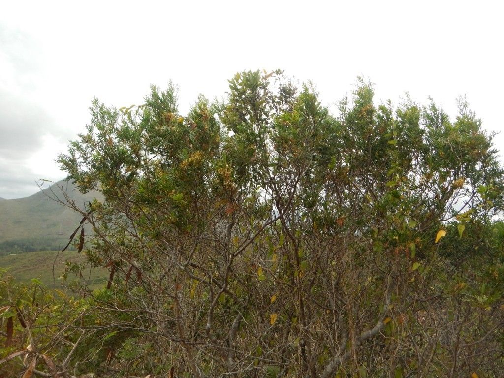 Stenocarpus heterophyllus habit