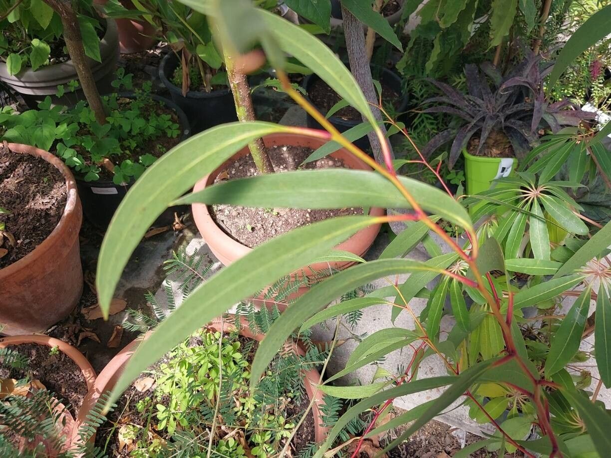 Eucalyptus approximans