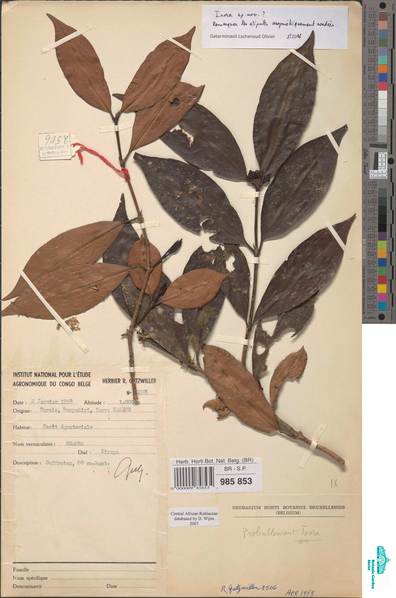 Ixora kalehensis — search result for 'Ixora'