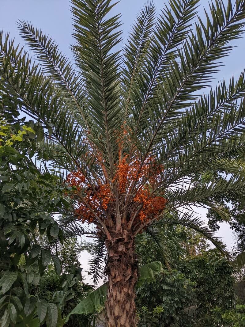 Phoenix sylvestris fruit