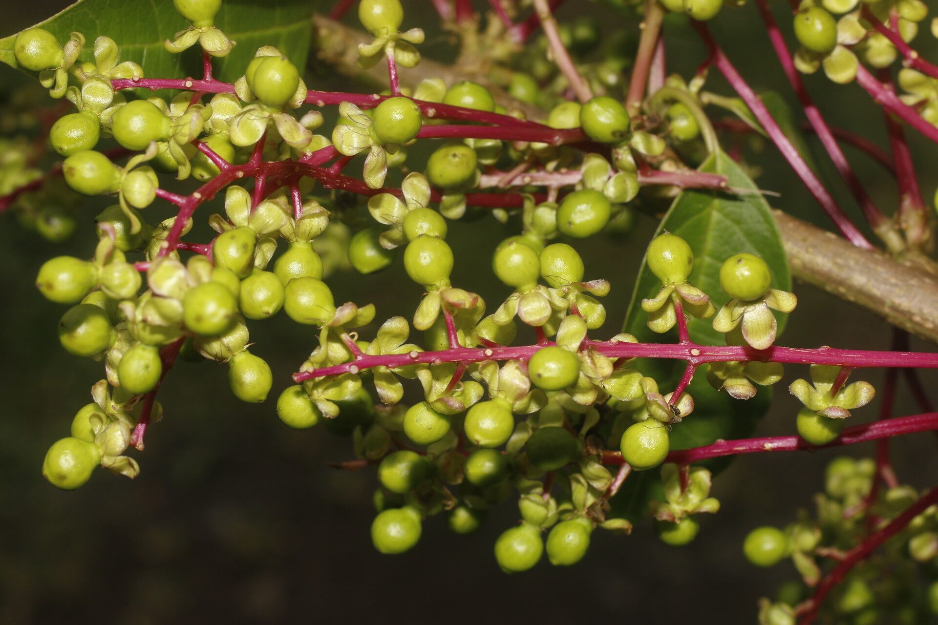 Pleuropetalum pleiogynum fruit
