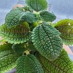 Pilea involucrata