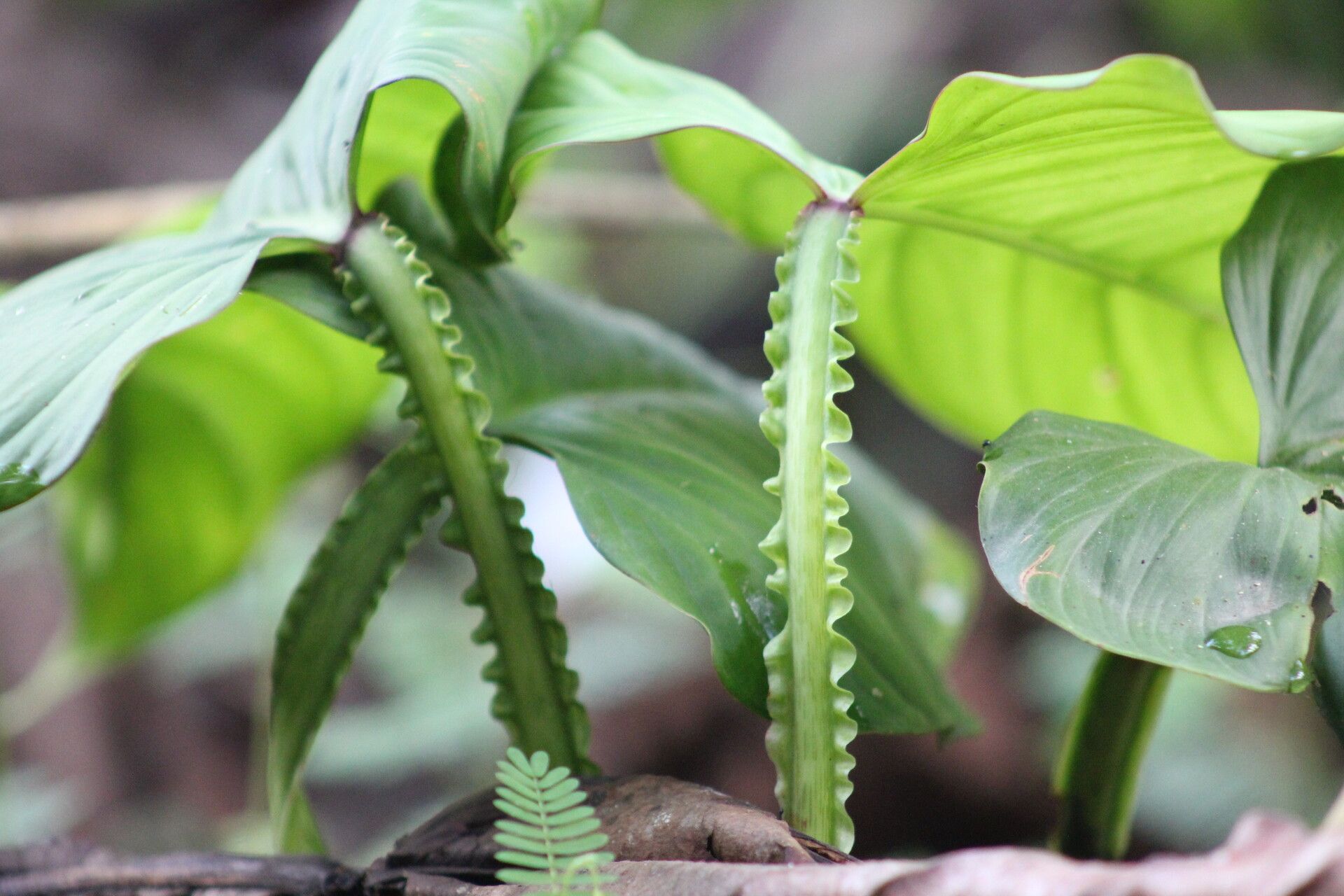 Philodendron pterotum leaf