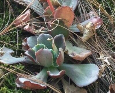 Echeveria michihuacana leaf