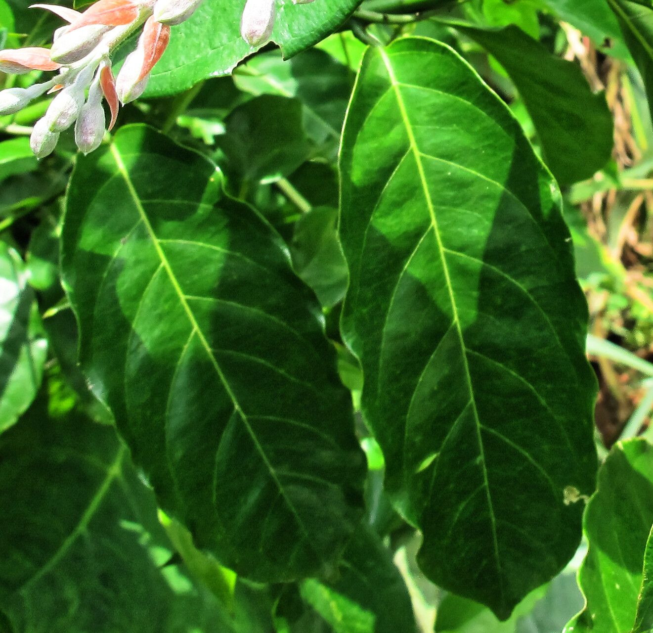 Combretum platypterum — houseplant care guide