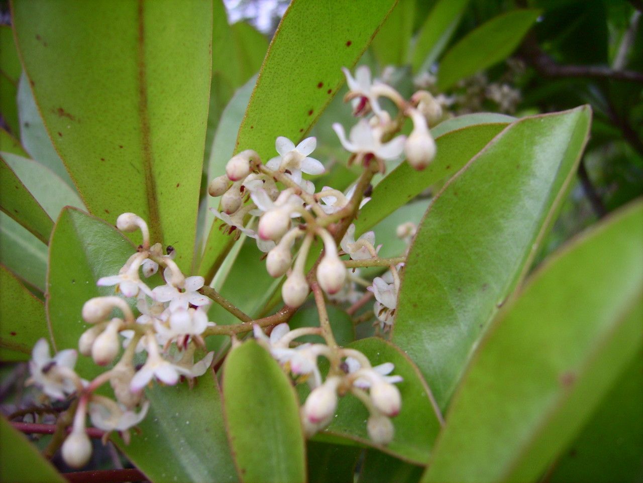 Badula grammisticta flower