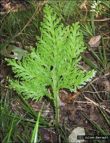 Selaginella hordeiformis habit