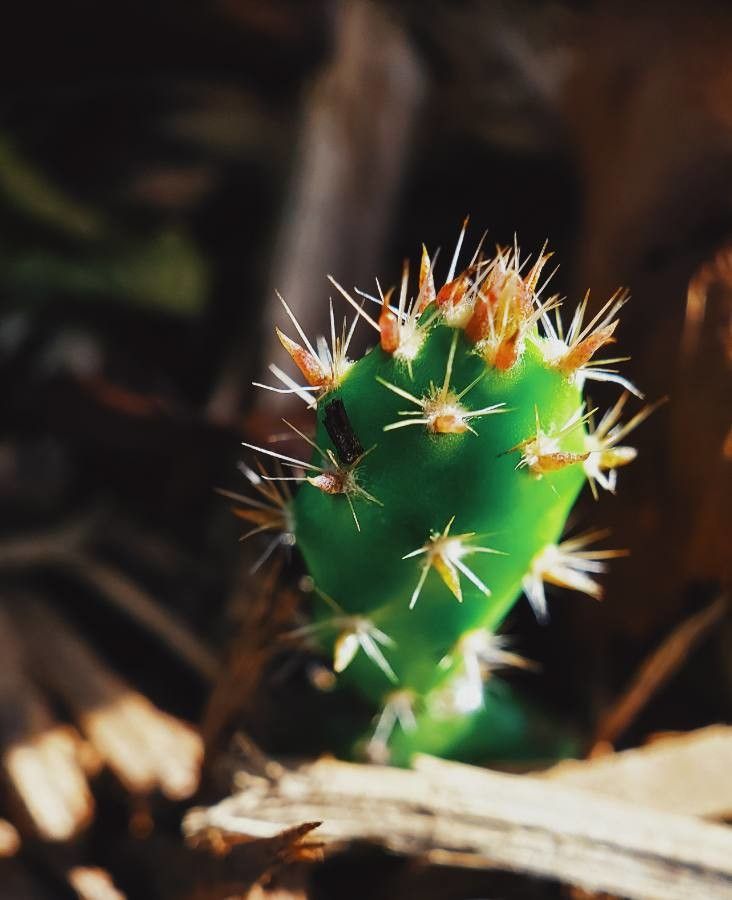 Opuntia oricola flower