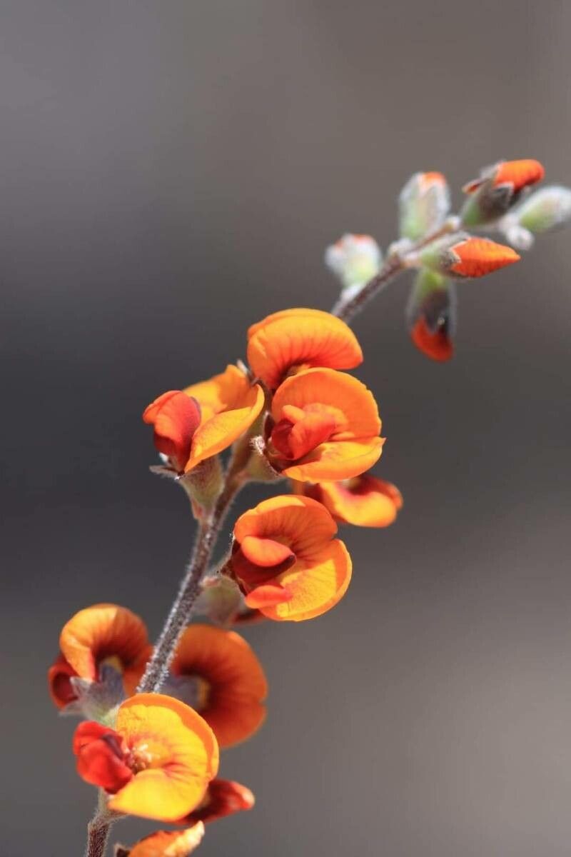 Gastrolobium melanocarpum — related species from the same genus