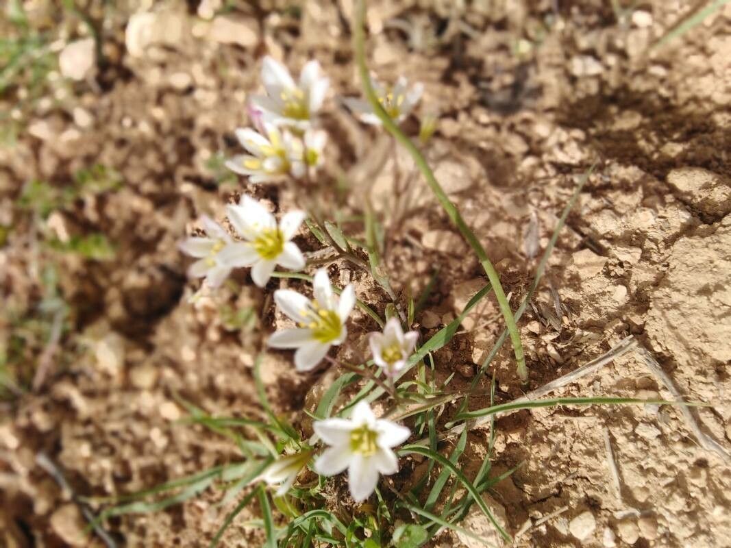 Ornithogalum fimbriatum habit