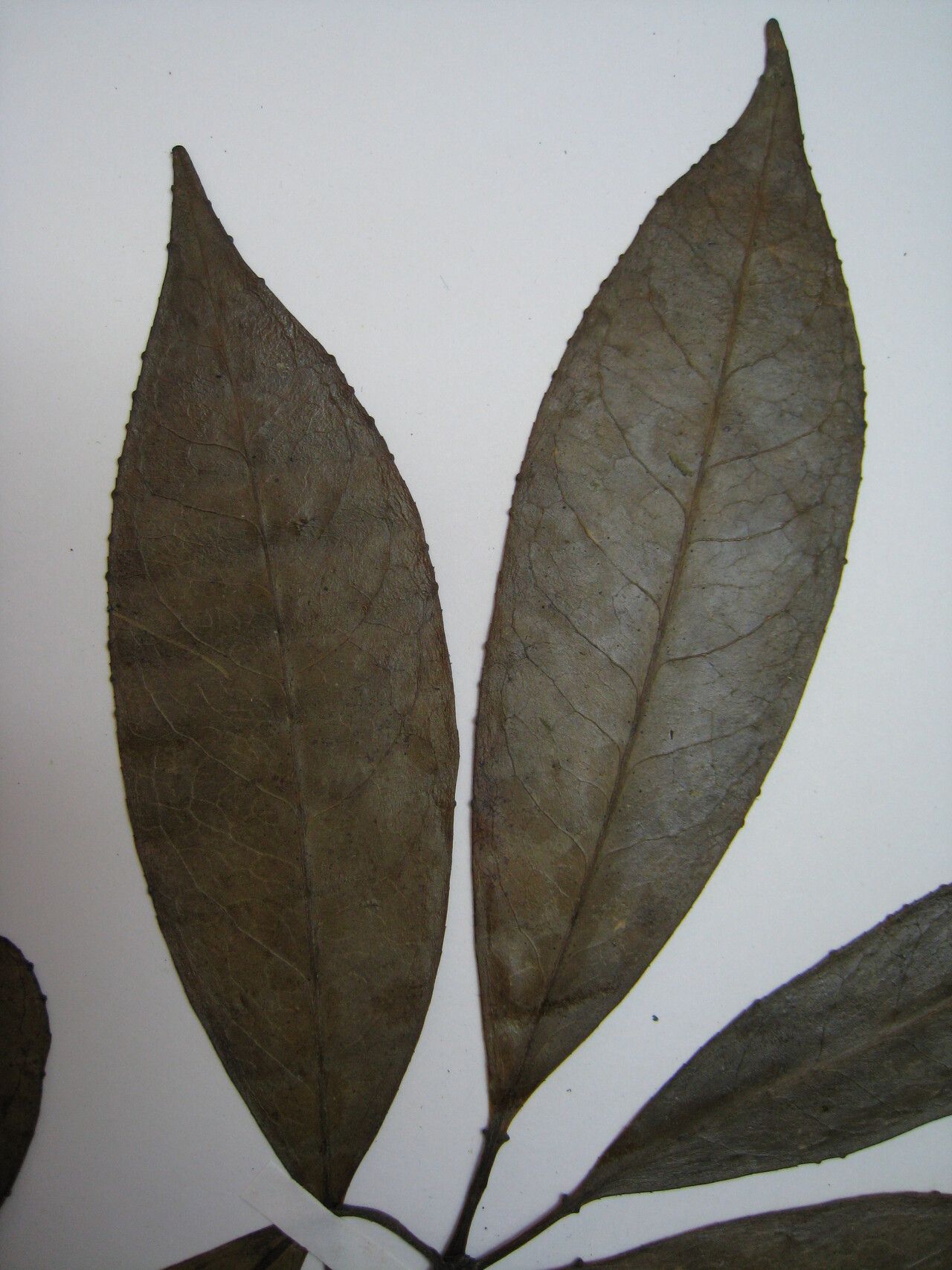 Sapium argutum other