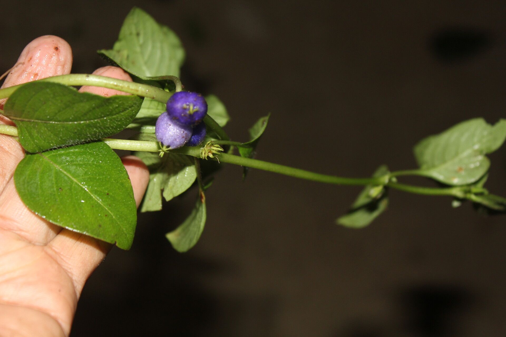 Coccocypselum hispidulum flower