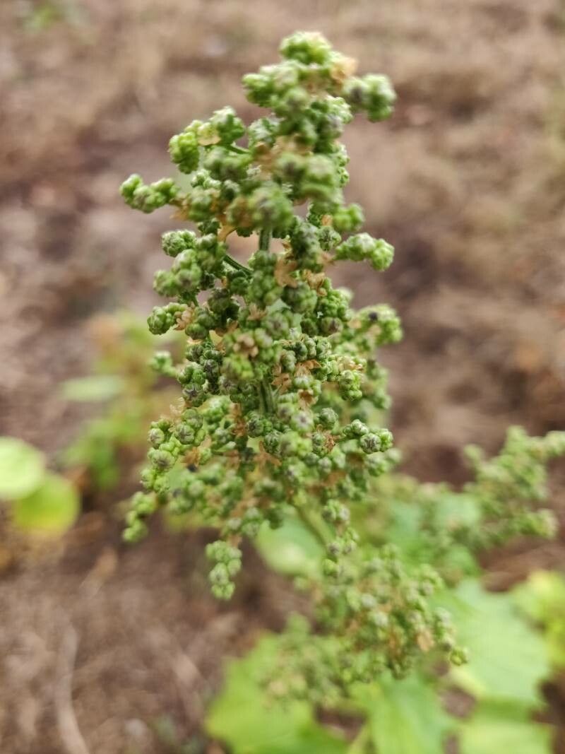 Chenopodiastrum hybridum fruit