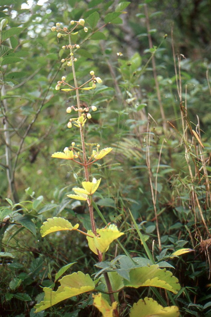 Kalanchoe integra — search result for 'Kalanchoe'