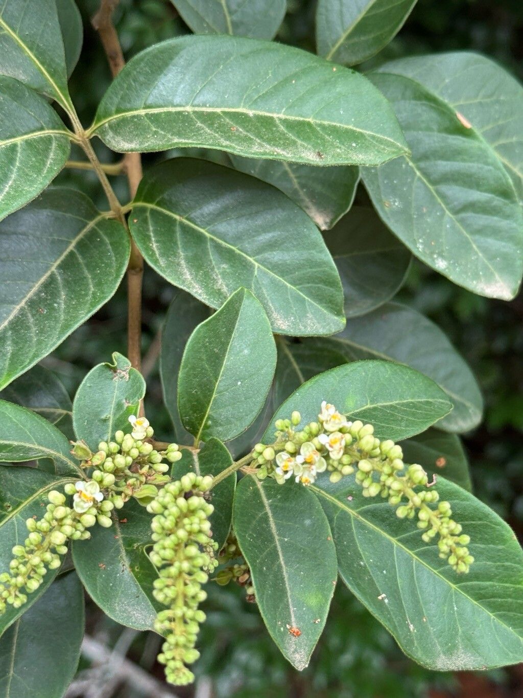 Paullinia revoluta — search result for 'Paullinia'