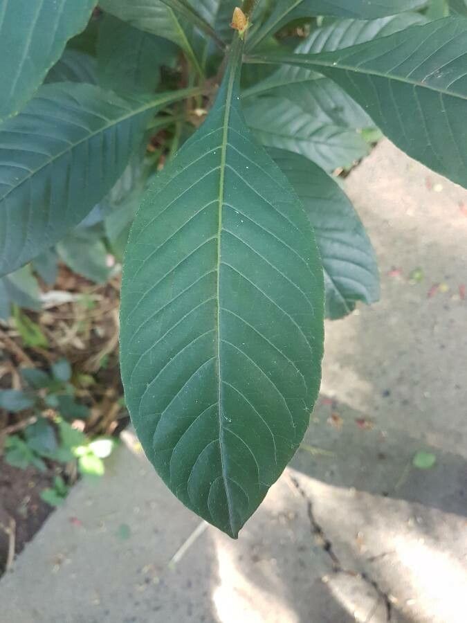 Aphelandra longiflora leaf
