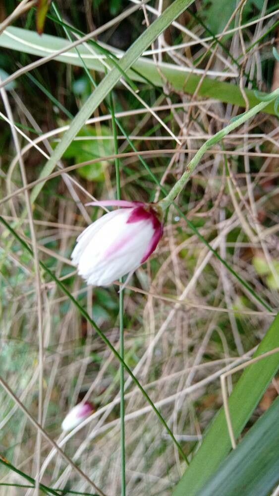 Rhodanthe anthemoides flower