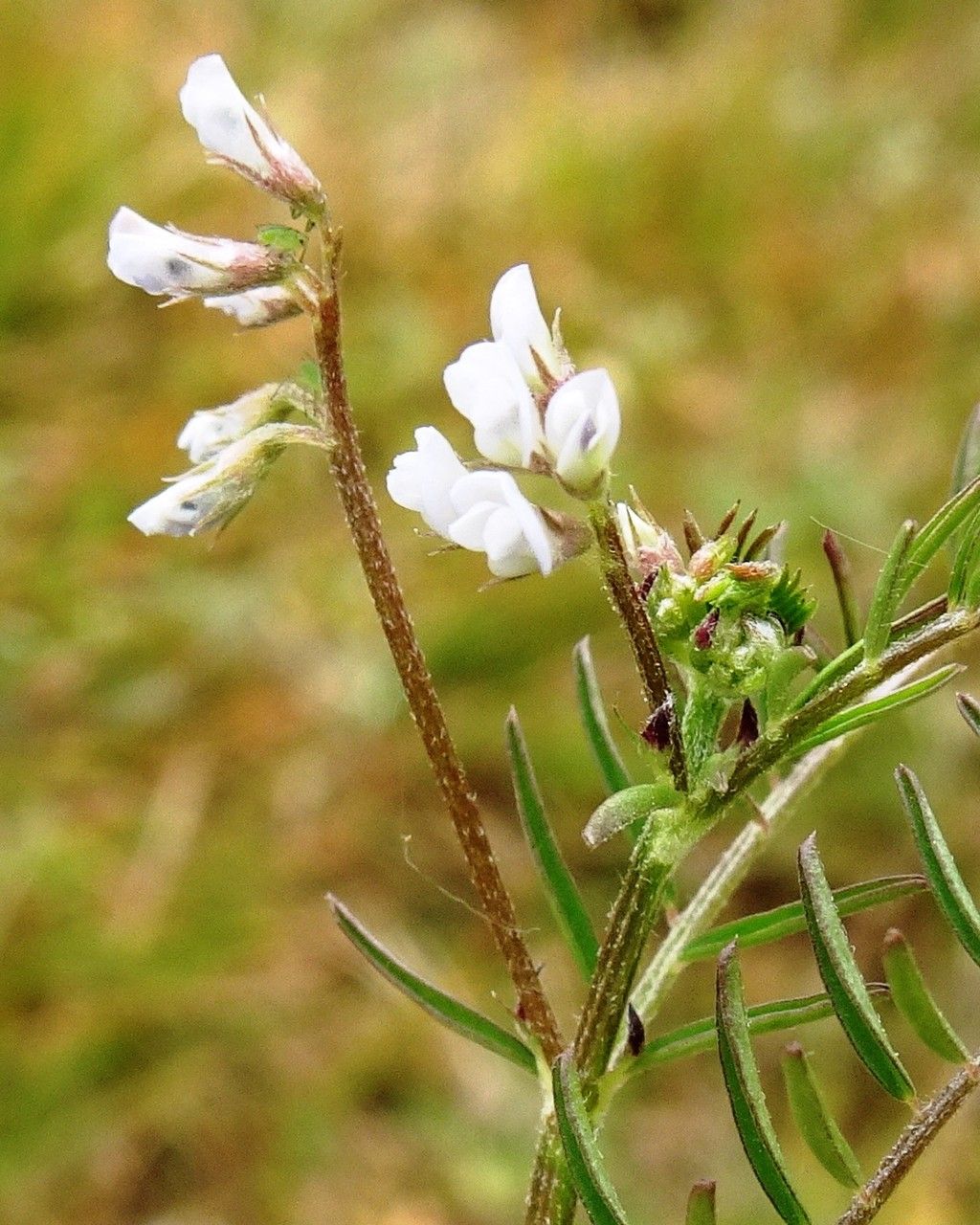 Vicia hirsuta flower
