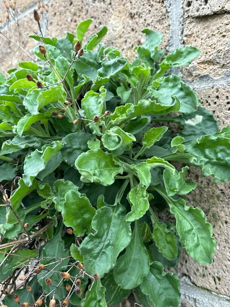 Silene tomentosa — houseplant care guide