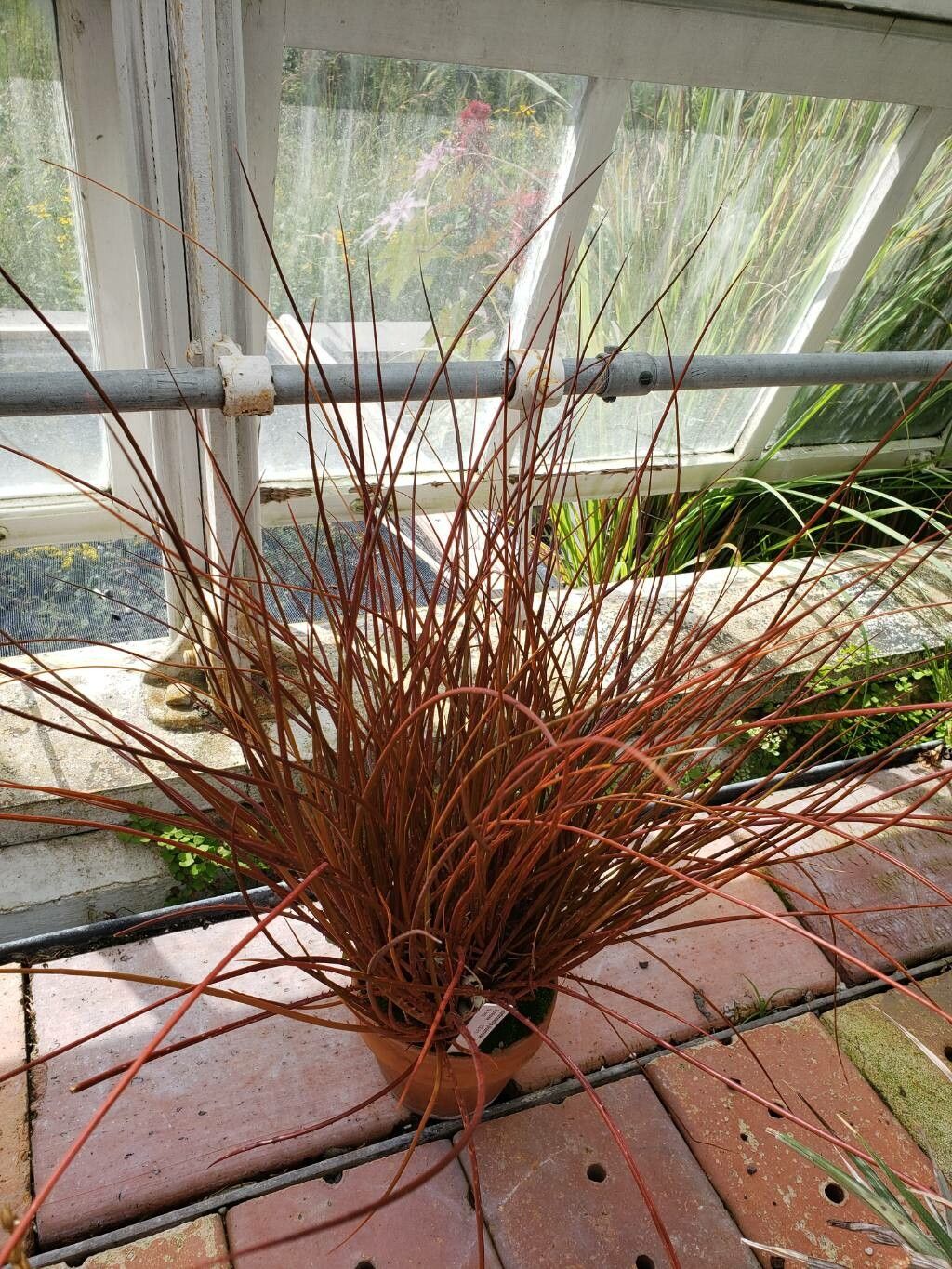 Acanthostachys pitcairnioides habit