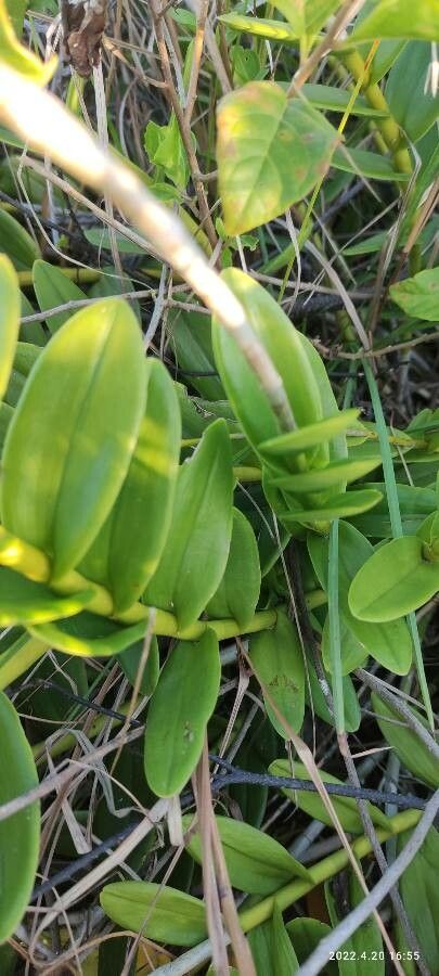 Epidendrum fulgens — search result for 'Epidendrum'