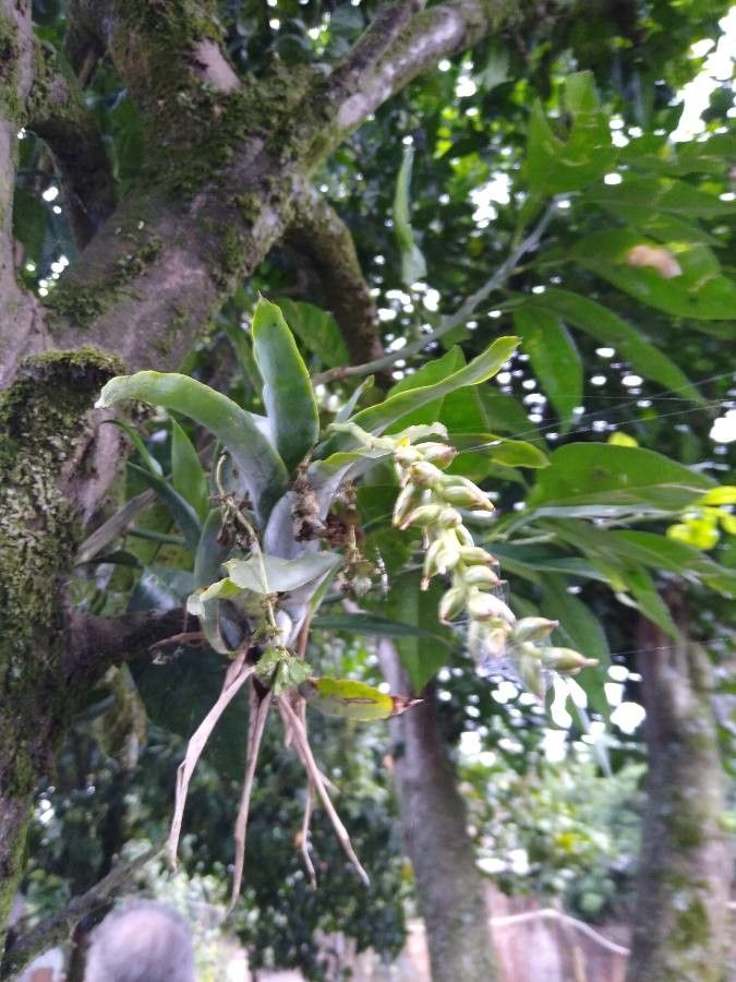 Catopsis sessiliflora flower