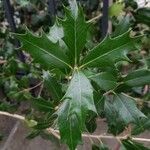 Osmanthus heterophyllus