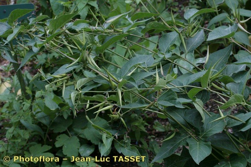 Vincetoxicum funebre fruit