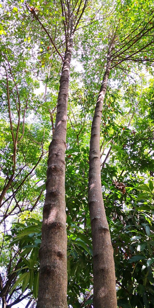 Suregada glomerulata habit