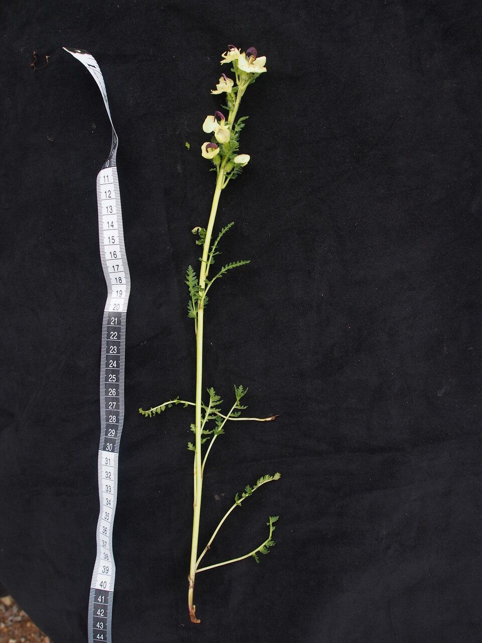 Pedicularis lutescens other