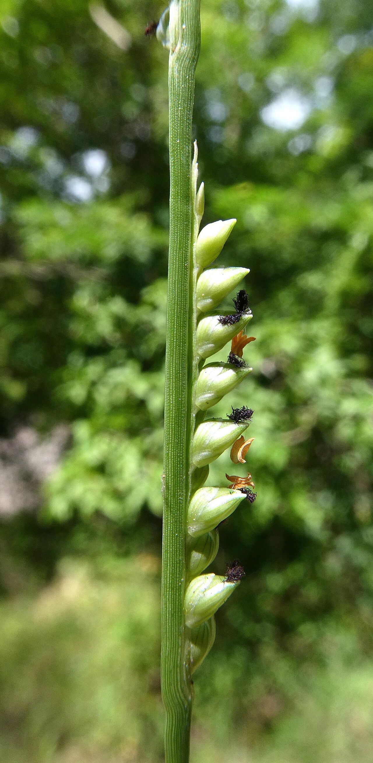 Setaria flavida flower