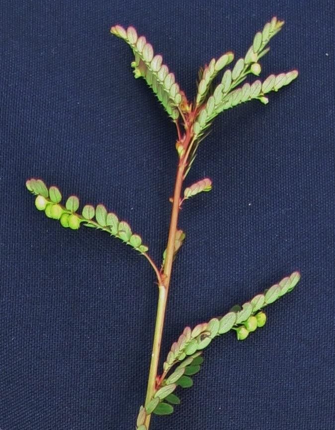Phyllanthus stipulatus other
