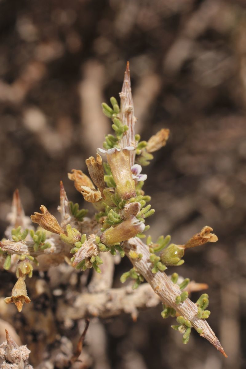 Lycium chanar flower