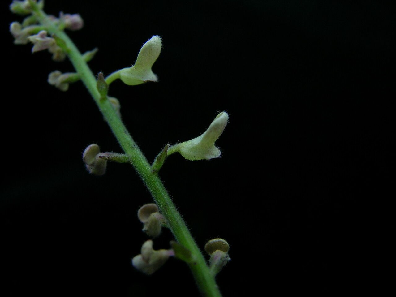 Scutellaria discolor — houseplant care guide