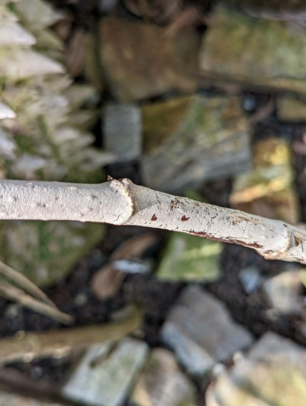 Begonia kuhlmannii bark